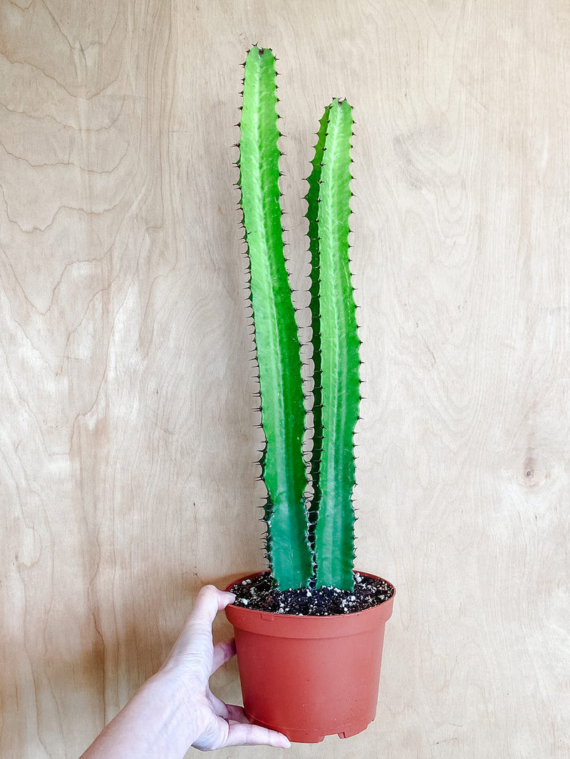 6” Euphorbia ingens