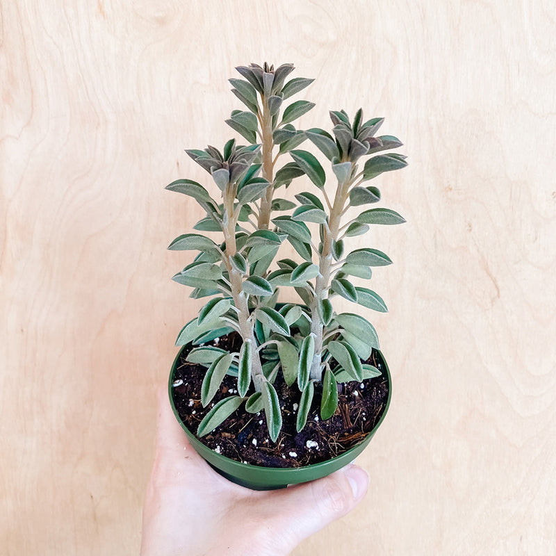 4" Peperomia asperula