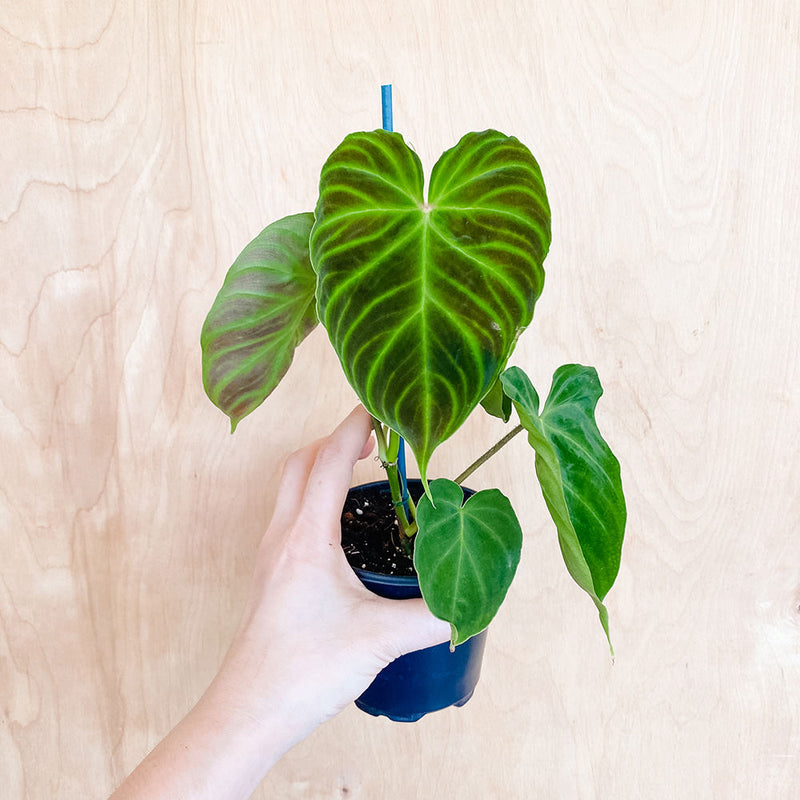 4" Philodendron verrucosum