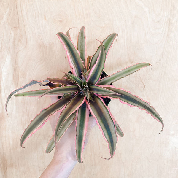 4" Cryptanthus bivittatus 'Pink Starlite' (LARGE)