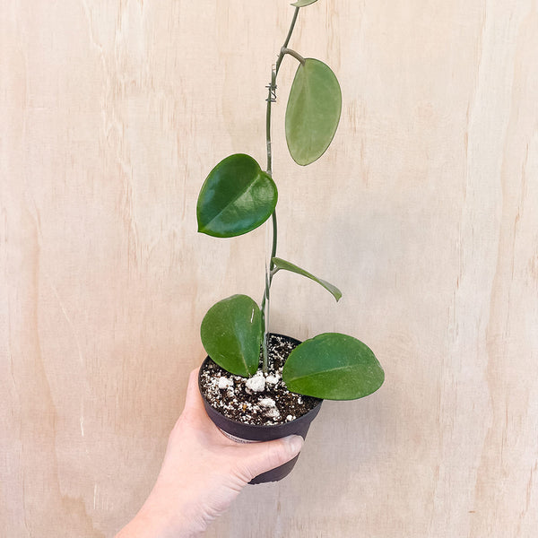 4" Hoya 'Penny's Treat' (MB 1045B)