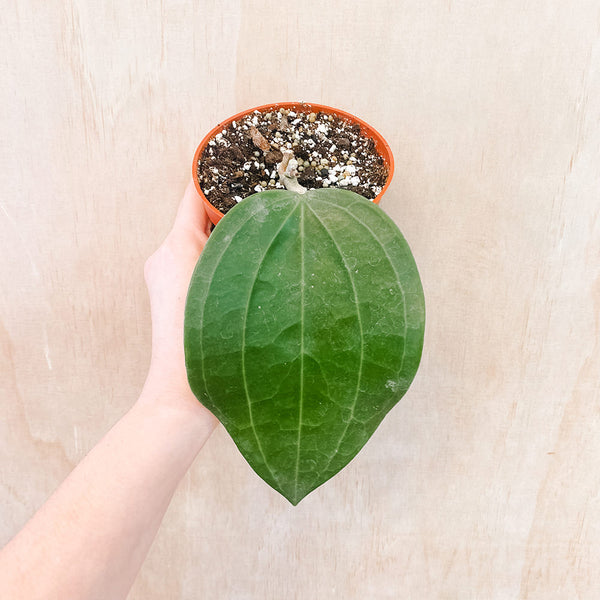 Hoya latifolia (polystachya)