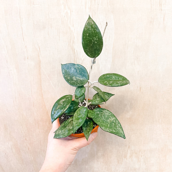 4" Hoya parasitica 'Black Margin' splash