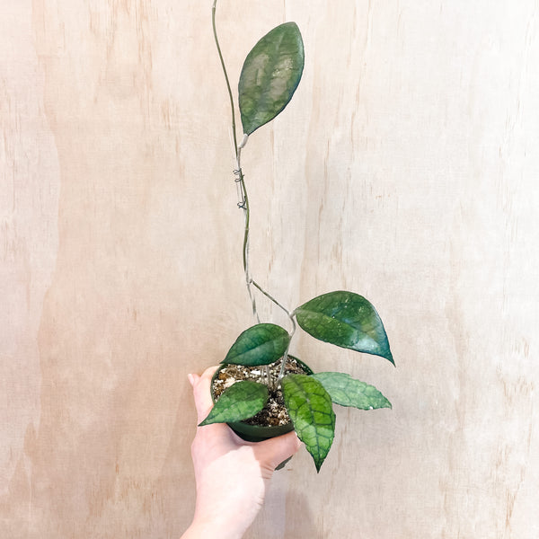 4" Hoya finlaysonii (Big leaf)