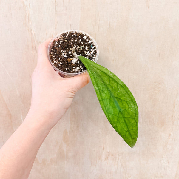 Hoya sp. Germany (Single Leaf)