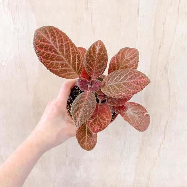 4" Episcia 'Pink Gator'