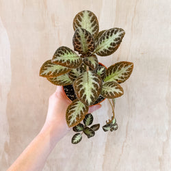 4" Episcia 'Chocolate Soldier'