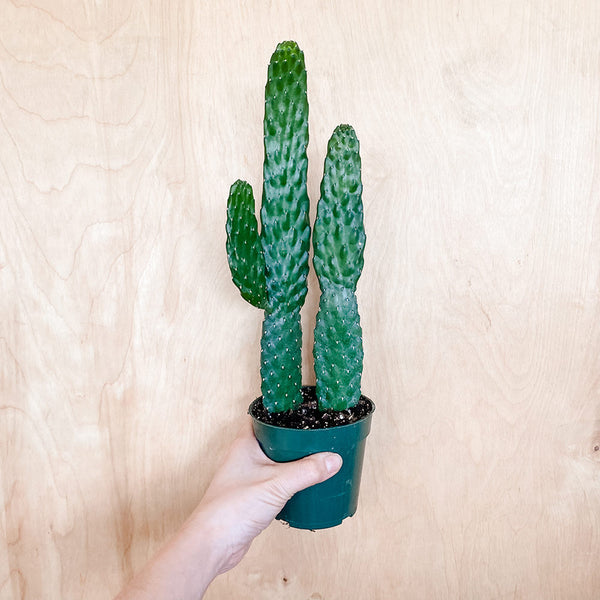 4" Opuntia 'Bullwrinkle'