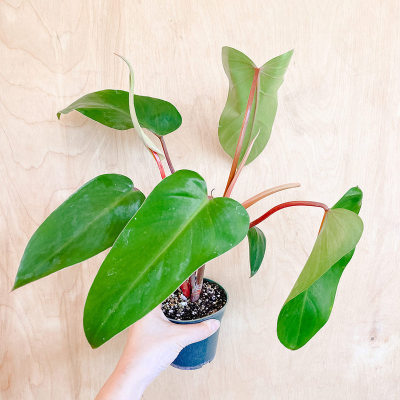 4" Philodendron 'Red Emerald'