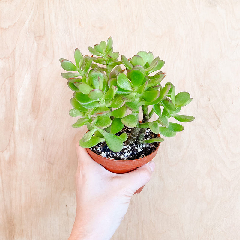 4" Crassula Jade