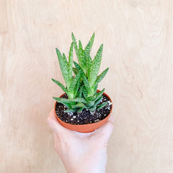 4" Aloe juvenna