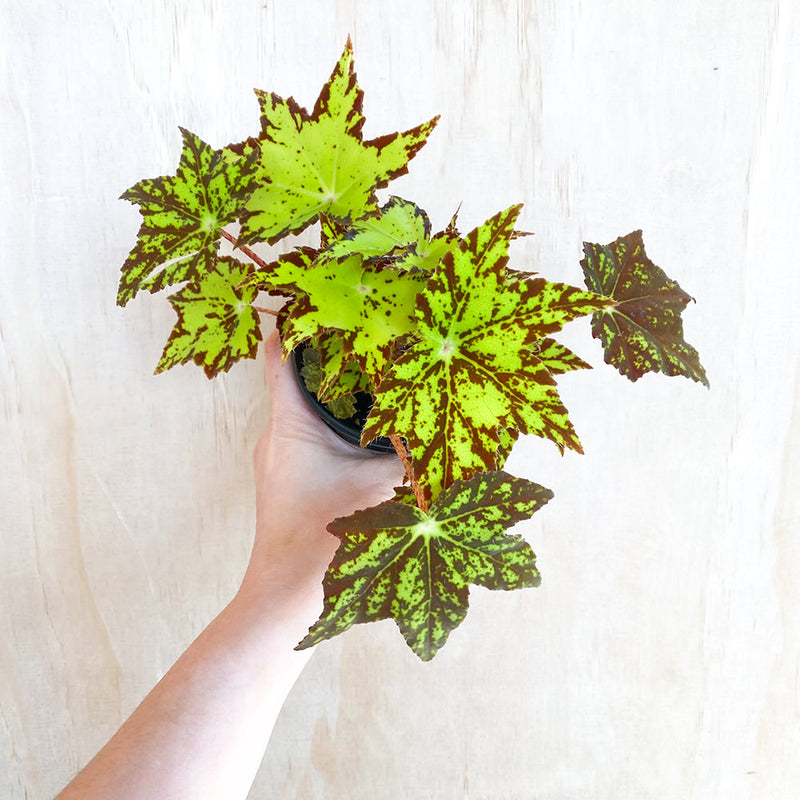 4" Begonia 'Geometry'