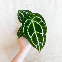 4” Anthurium crystallinum