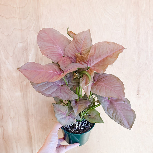 4" Syngonium 'Pink Perfection'