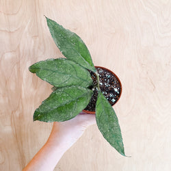 4" Hoya finlaysonii (Big leaf)