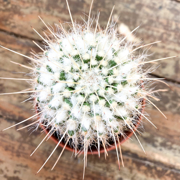 3" Mammillaria karwinskiana nejapensis