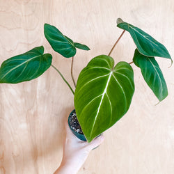 4" Philodendron gloriosum