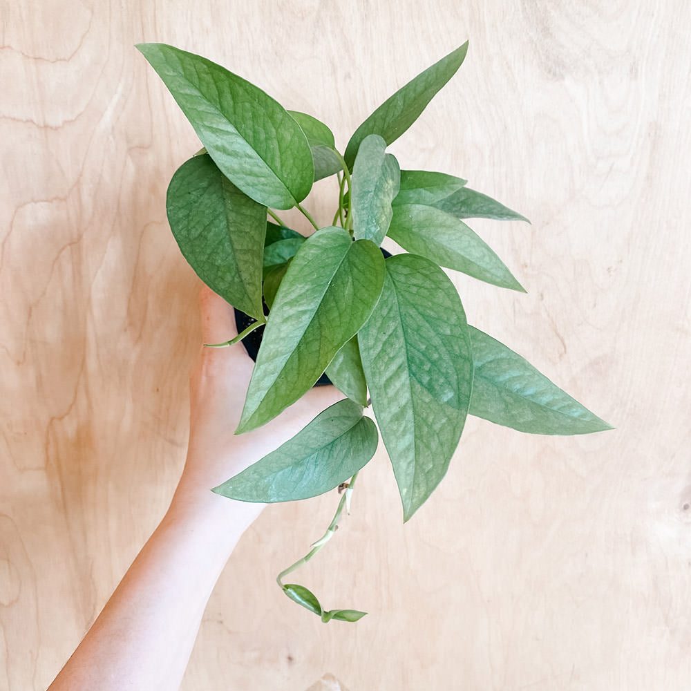 köstliche monstera Monstera Monkey Mask in Glas kaufen? | Bo Kito