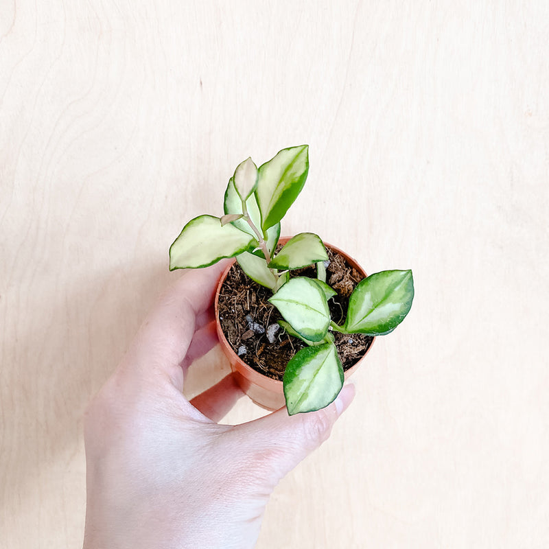 3" Hoya heuschkeliana variegata