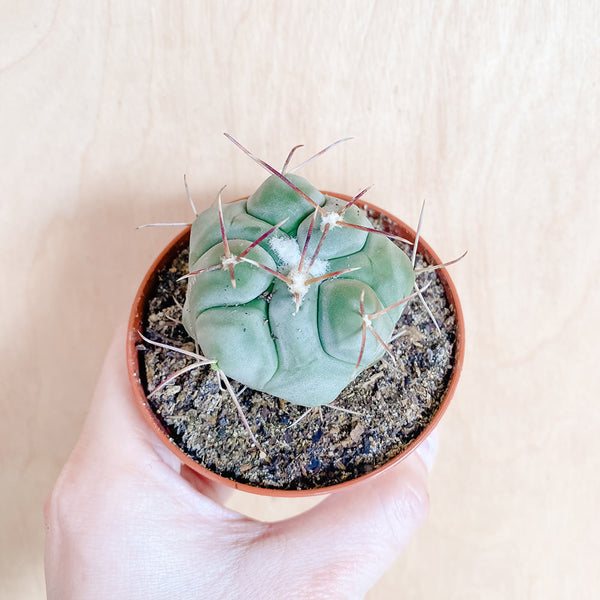 3" Thelocactus hexaedrophorus