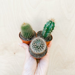 2" Cactus Assortment (Pack of 3)