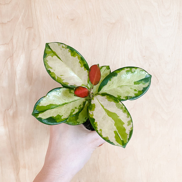 3" Hoya Australis 'Lisa'