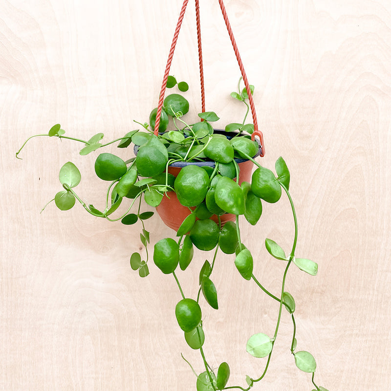 5" Dischidia Imbricata Hanging Basket