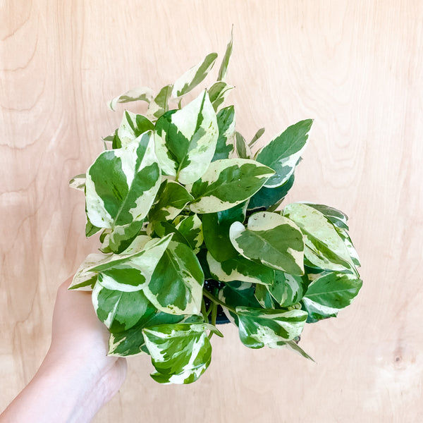 5" Pothos 'Pearl & Jade'