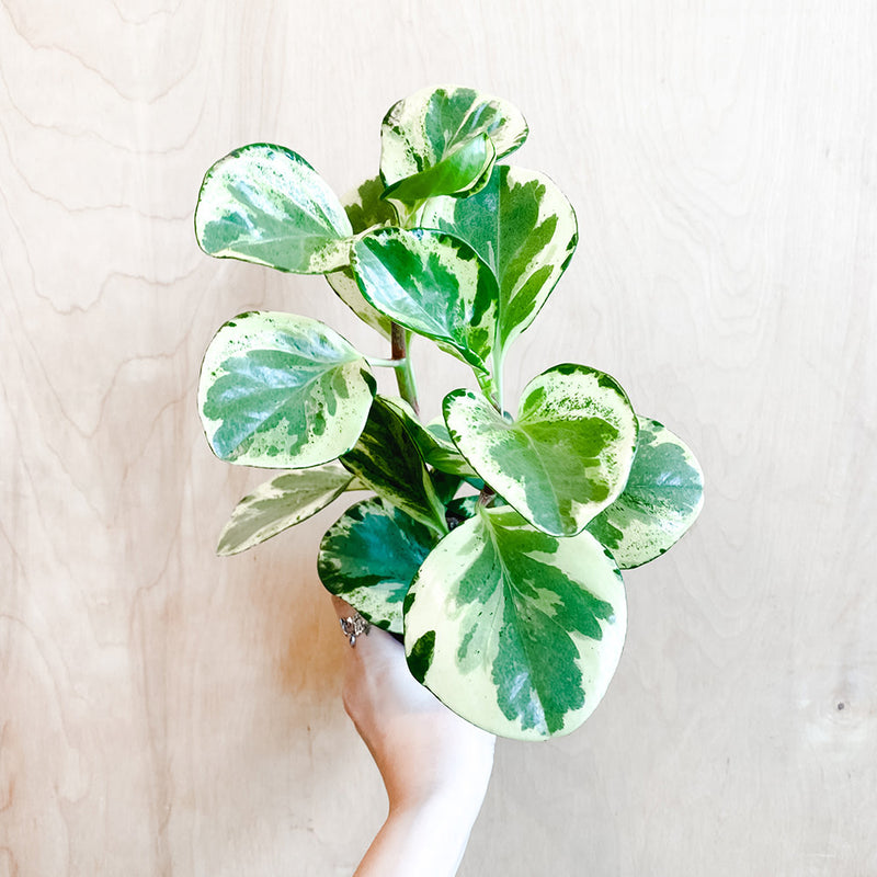 4" Peperomia obtusifolia variegata