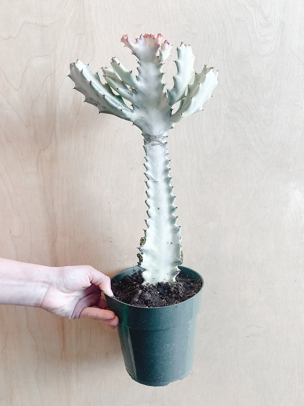 6" Euphorbia lactea 'White ghost' (LARGE)