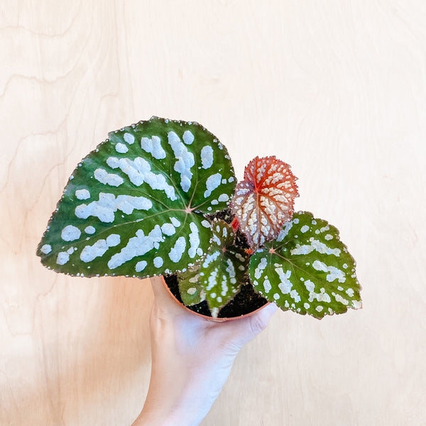 4" Rex Begonia 'Betsy'