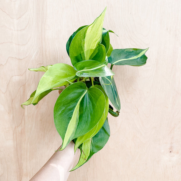 4" Philodendron hederaceum 'Brasil'