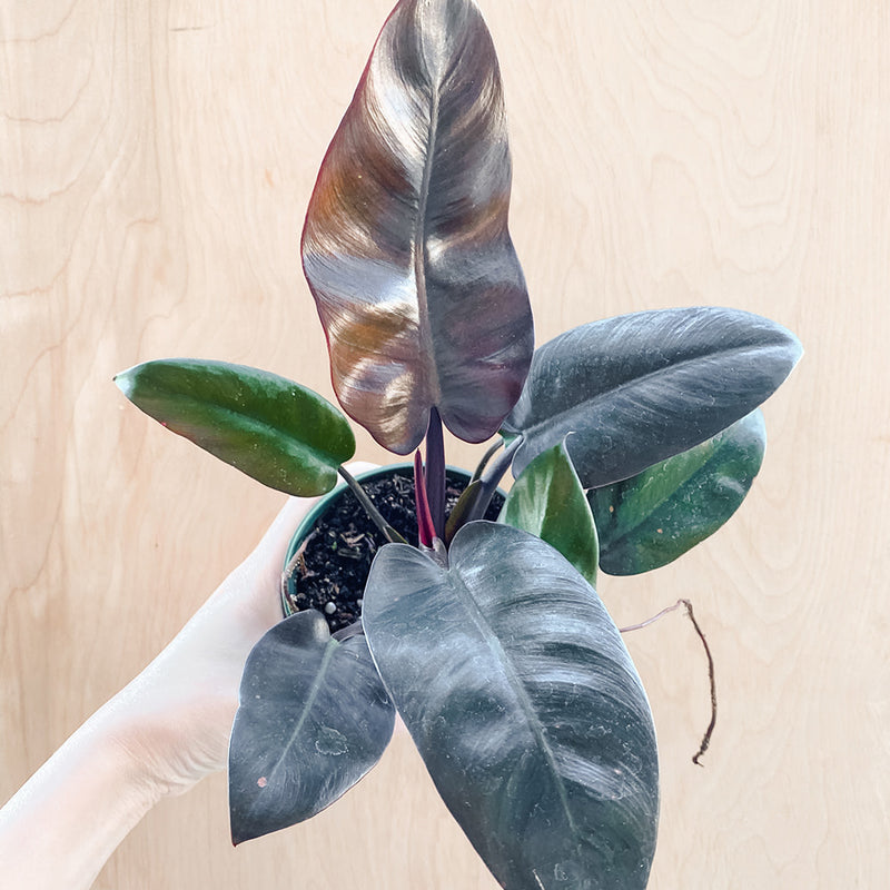 4" Philodendron Black Cardinal (LARGE)