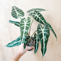4" Alocasia Bambino