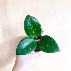 3" Hoya verticillata 'Heart leaves' splash