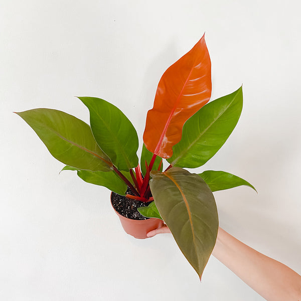 5" Philodendron 'Prince of Orange'