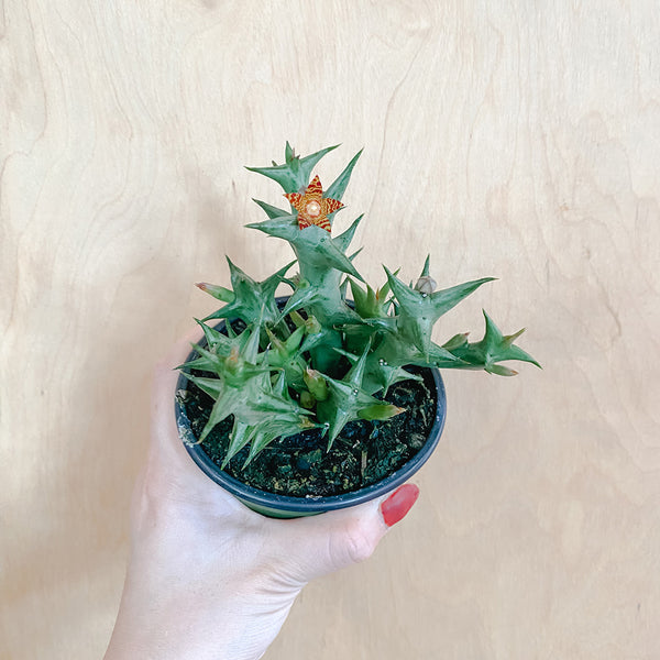 4" Orbea schweinfurthii