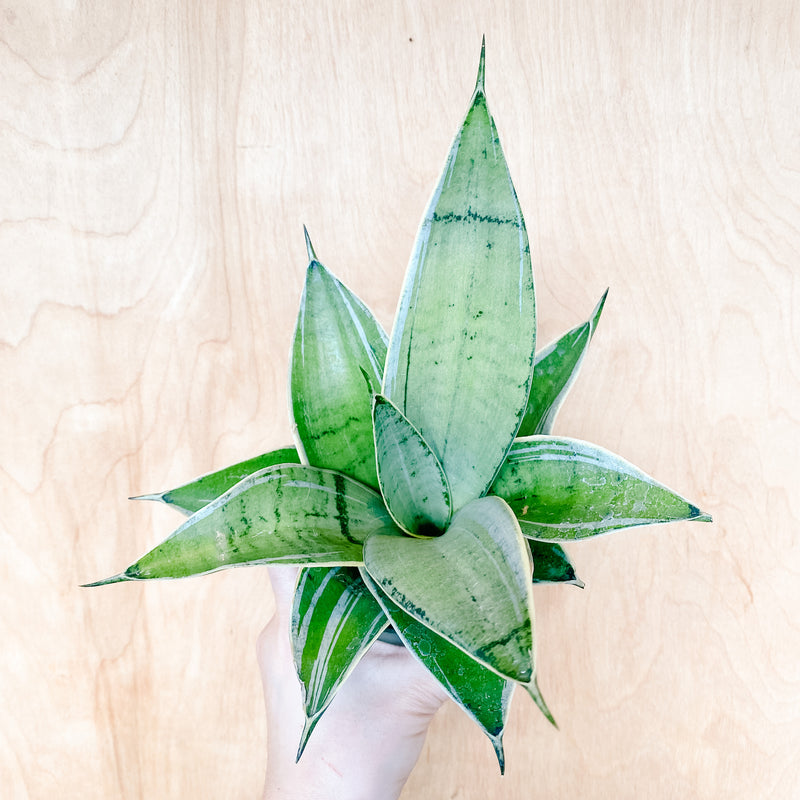 5" Sansevieria 'Night Owl'